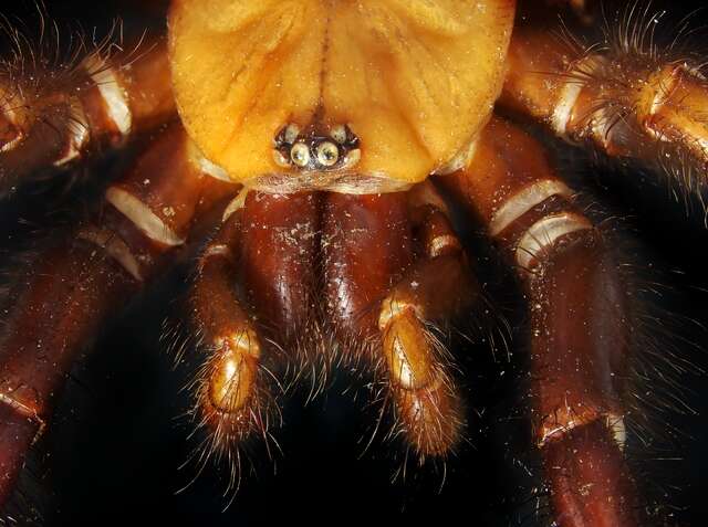 Image of Black tunnelweb