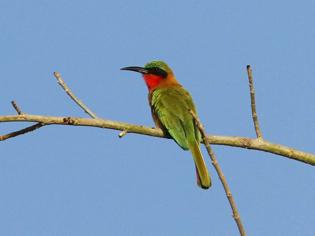 Image of Red-throated Bee-eater