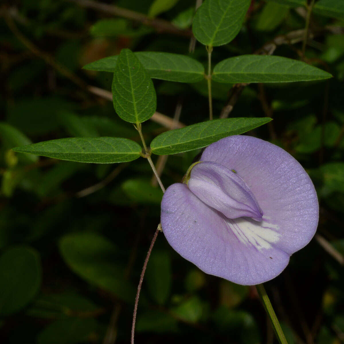 Image of spurred butterfly pea