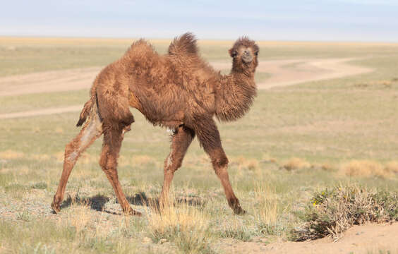 Image of Bactrian camel