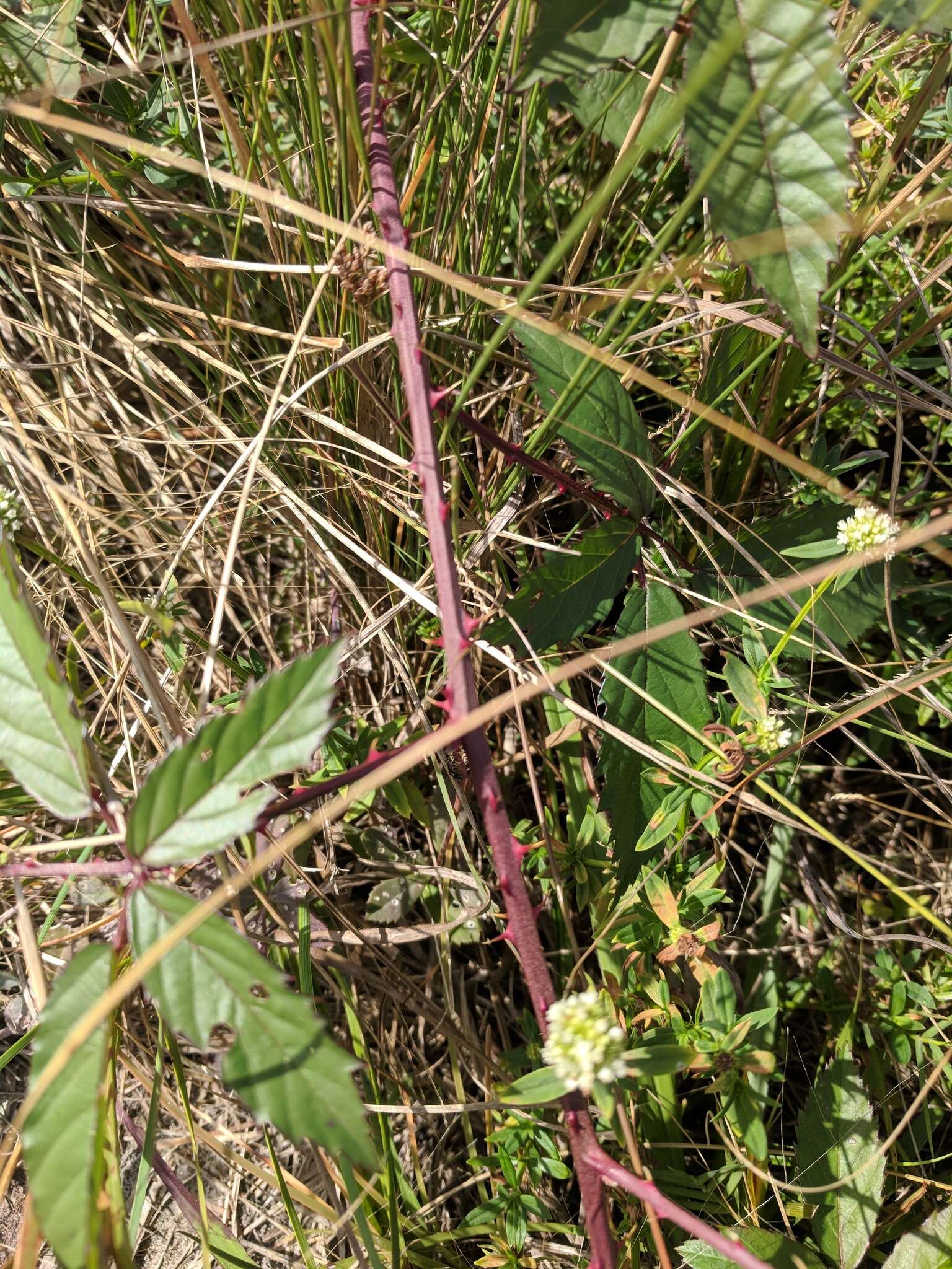 Image of Pennsylvania blackberry