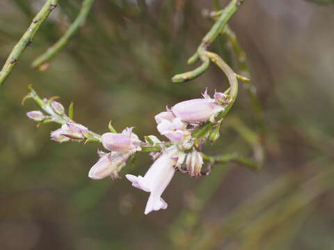 صورة Eremophila dempsteri F. Muell.