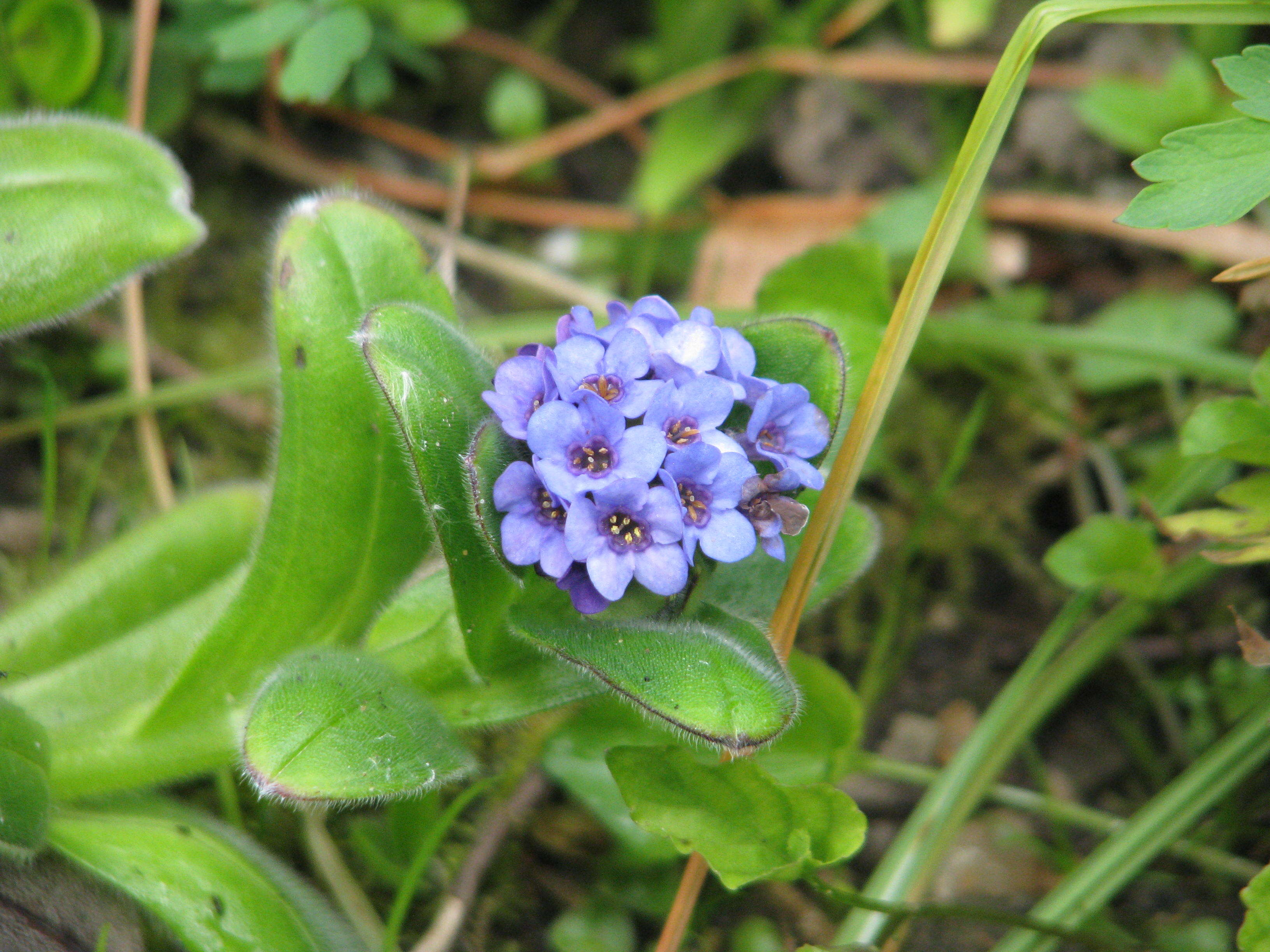 Image of Myosotis capitata Hook. fil.