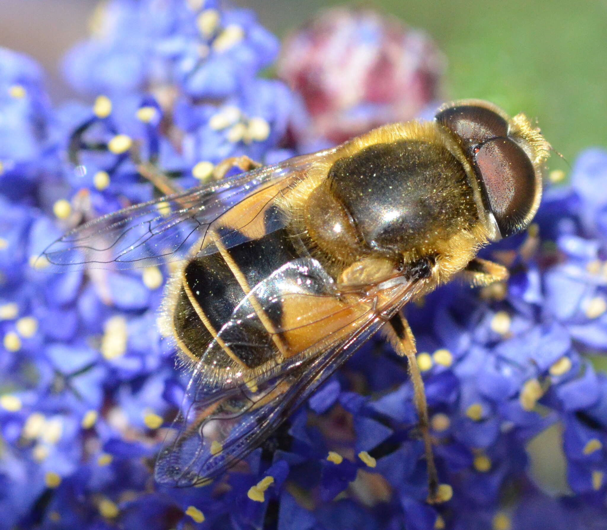 Image of Eristalis stipator Osten Sacken 1877