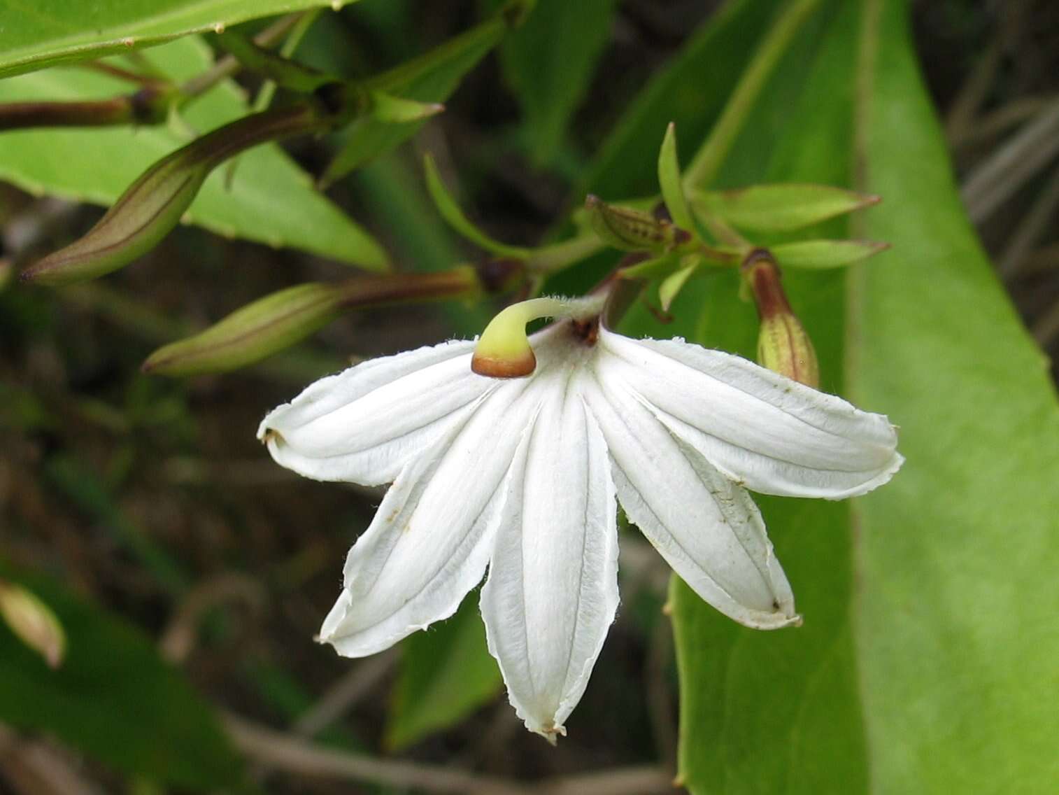 Image of naupaka kuahiwi