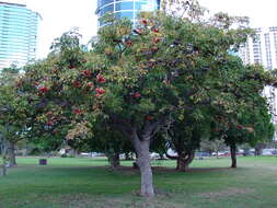 Image of hazel sterculia