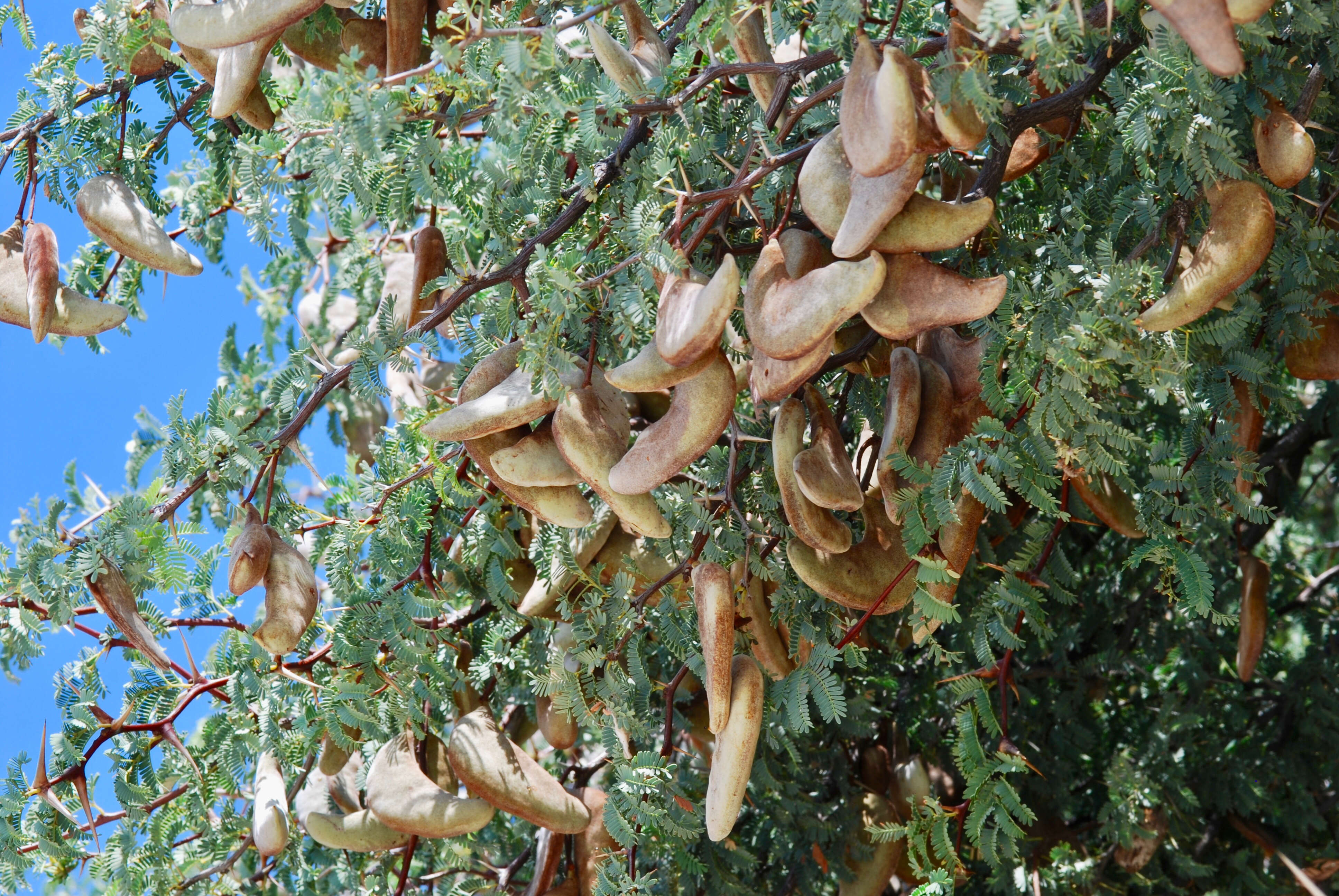 Plancia ëd Vachellia erioloba (E. Mey.) P. J. H. Hurter