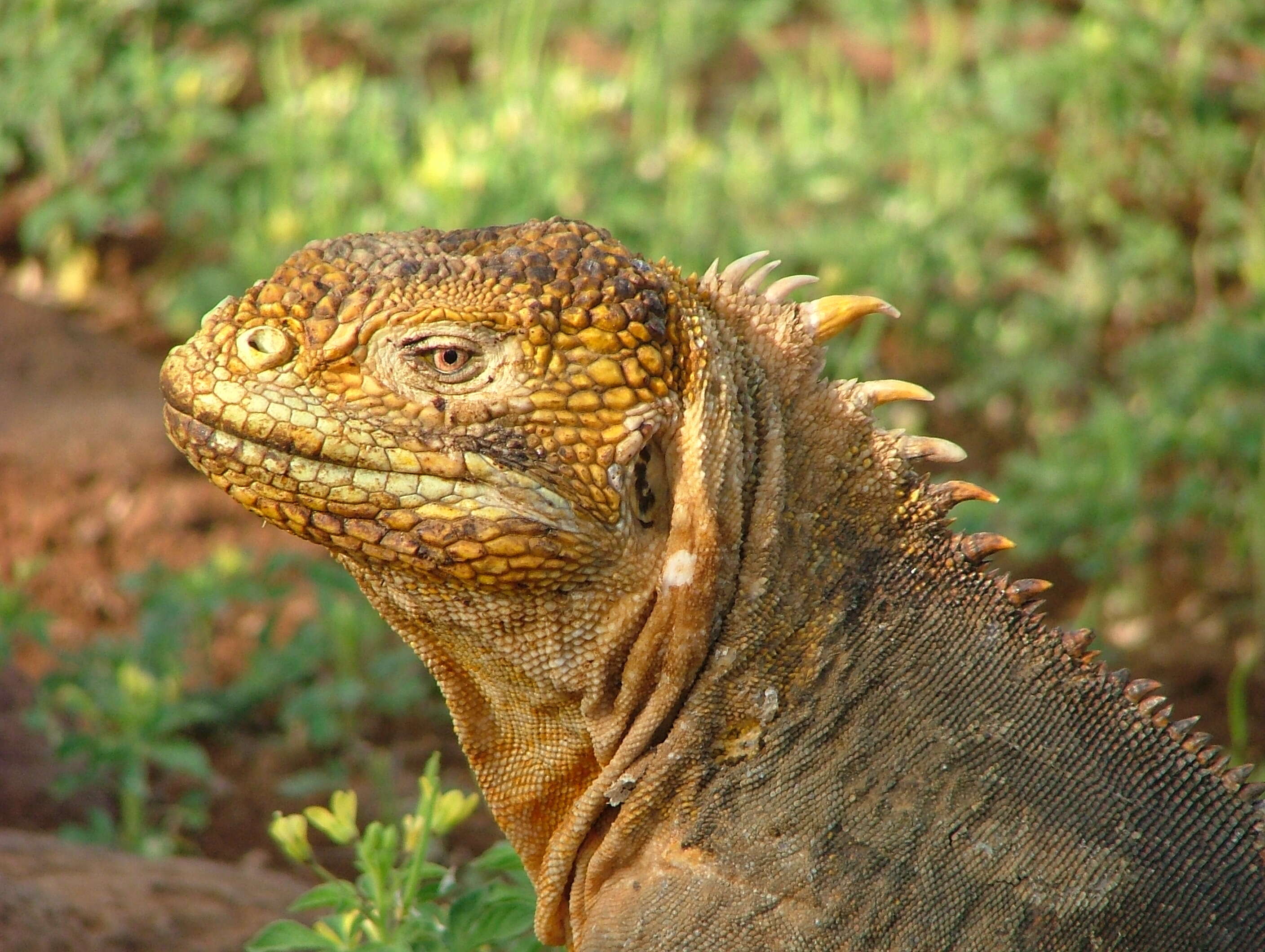 Image of Galapagos Land Iguana