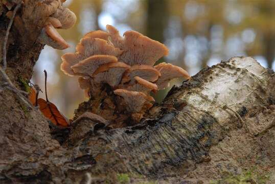 Image of Pleurotus