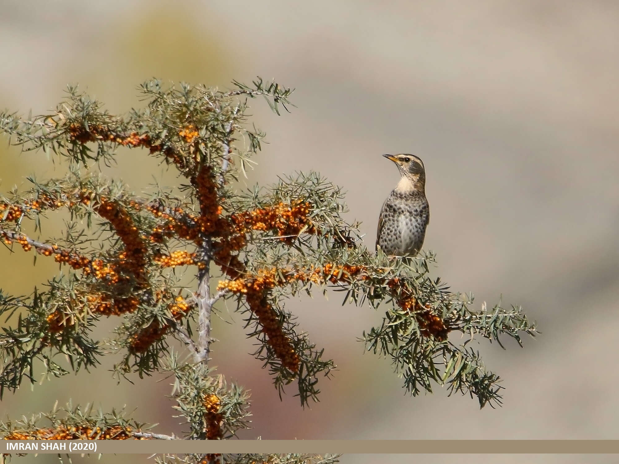 Image of Dusky Thrush