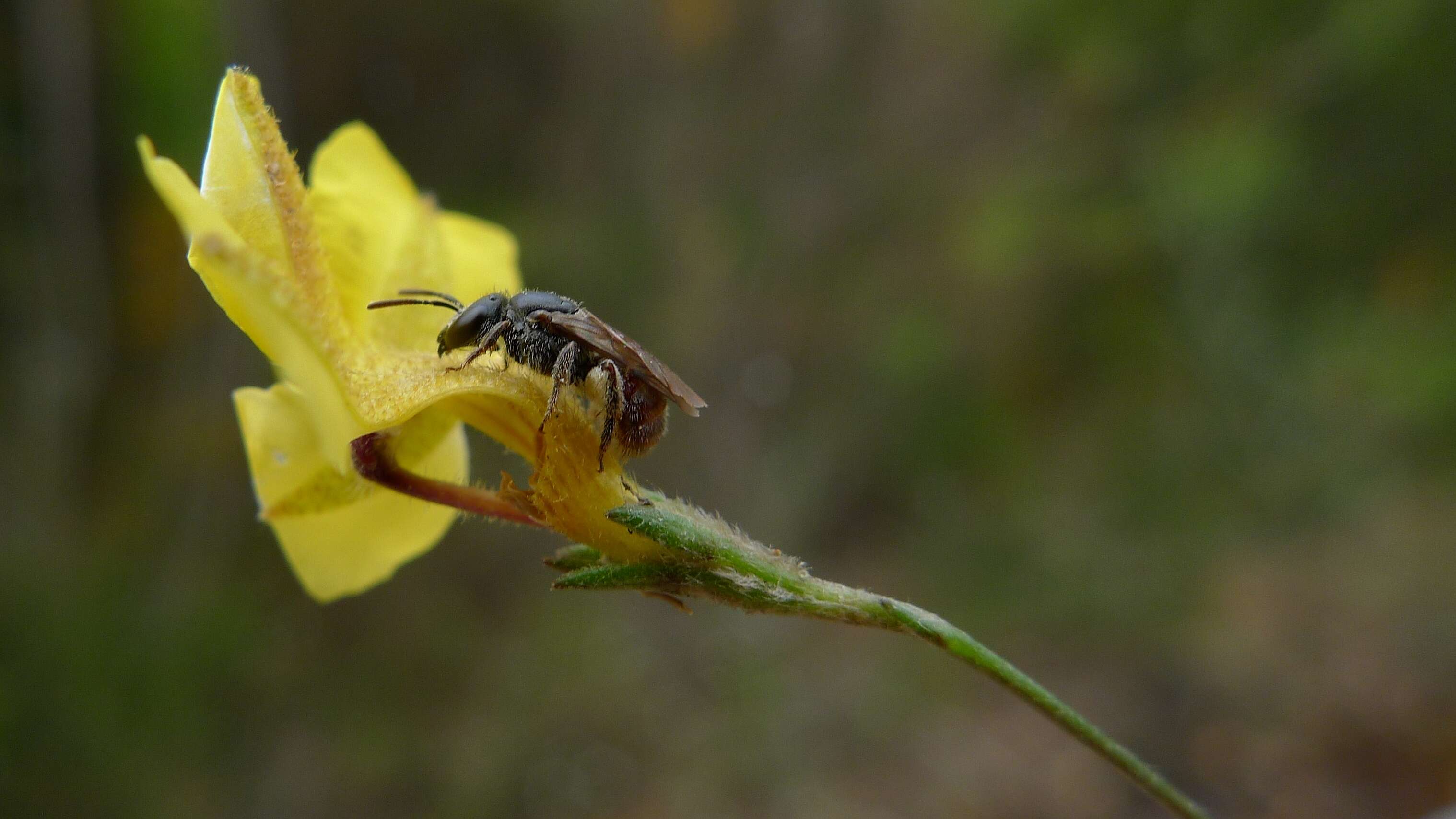 Sivun Goodenia dimorpha Maiden & Betche kuva