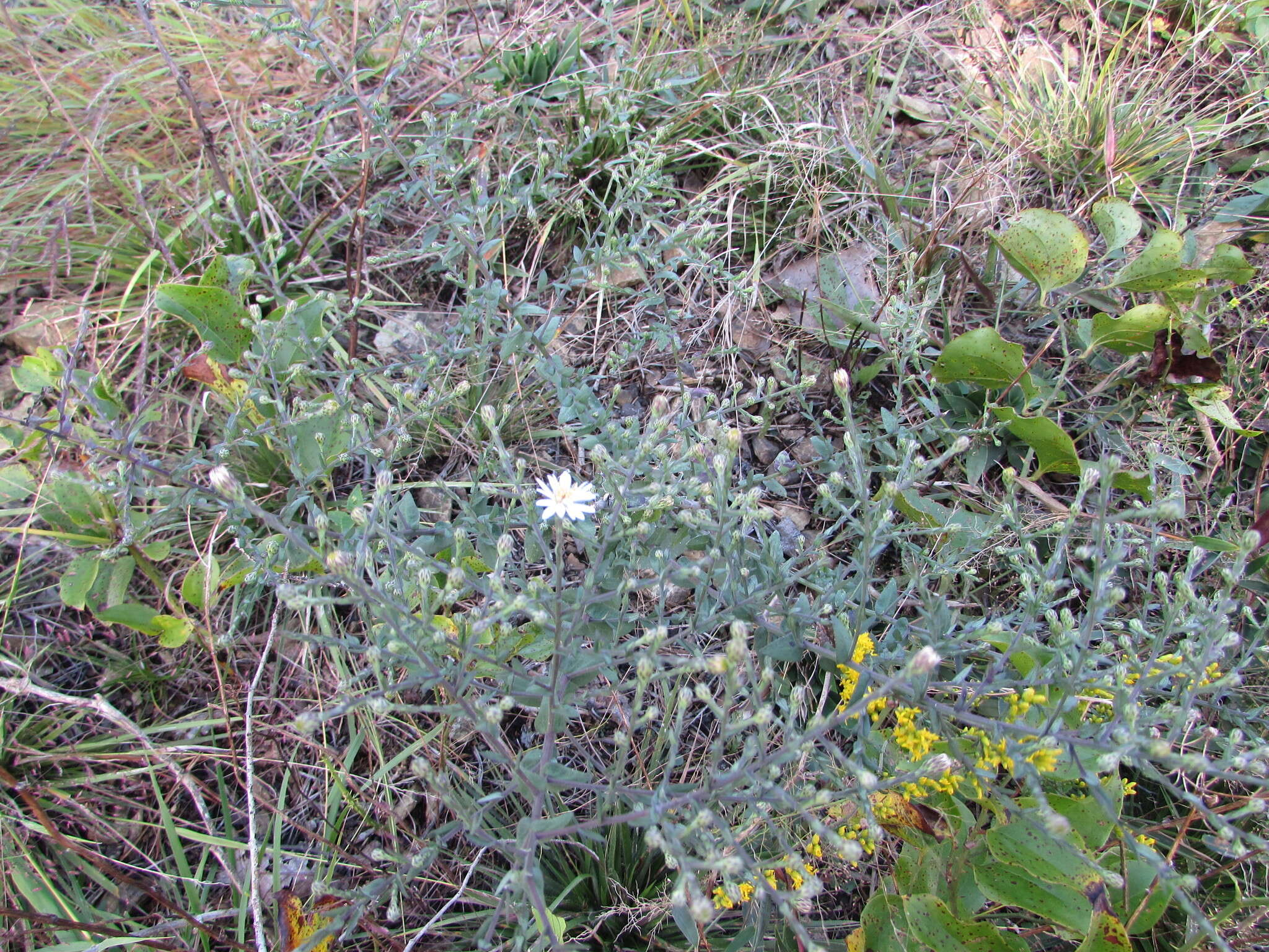 Image of wavyleaf aster