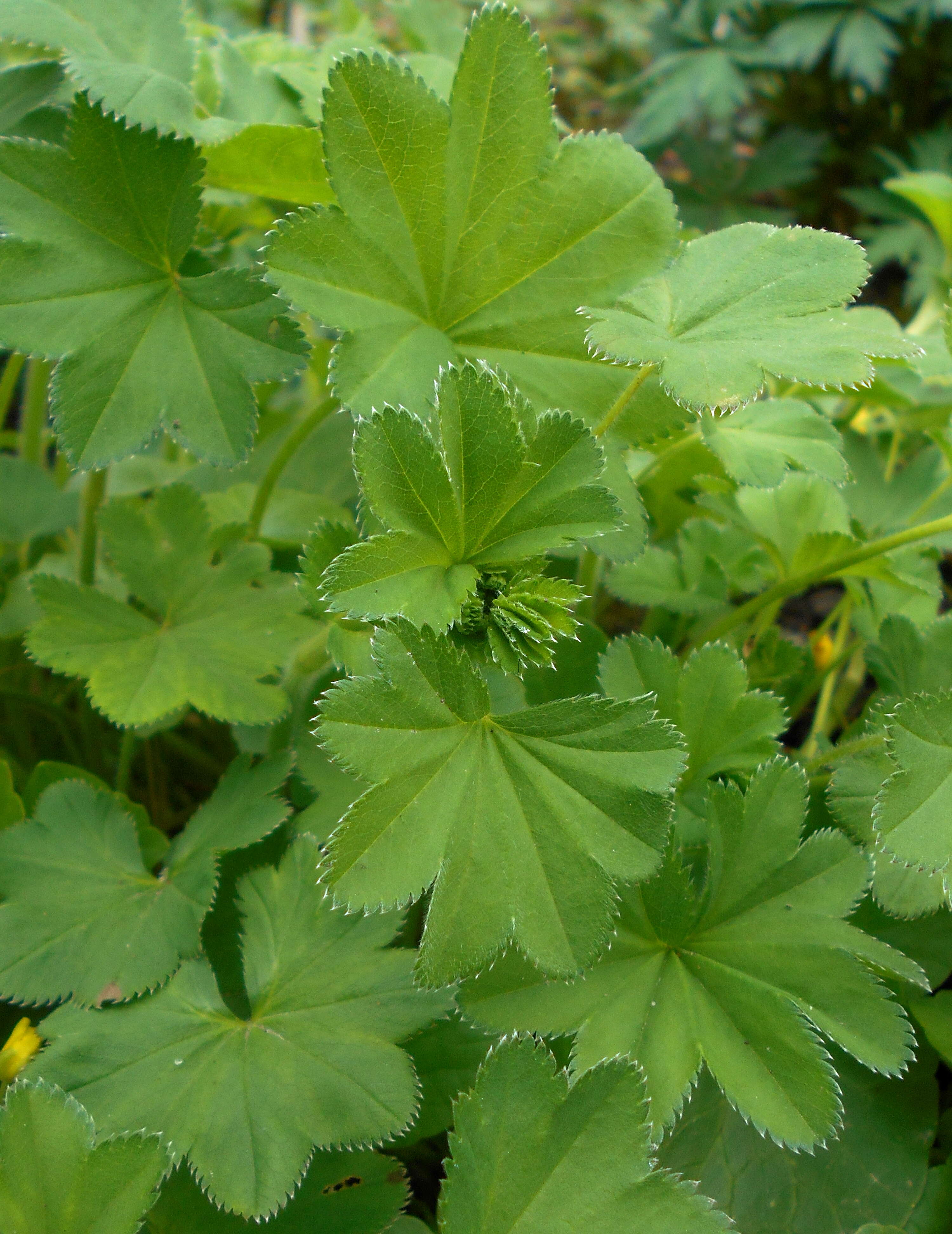 Image of hairy lady's mantle