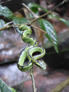 Image of Sri Lankan pit viper