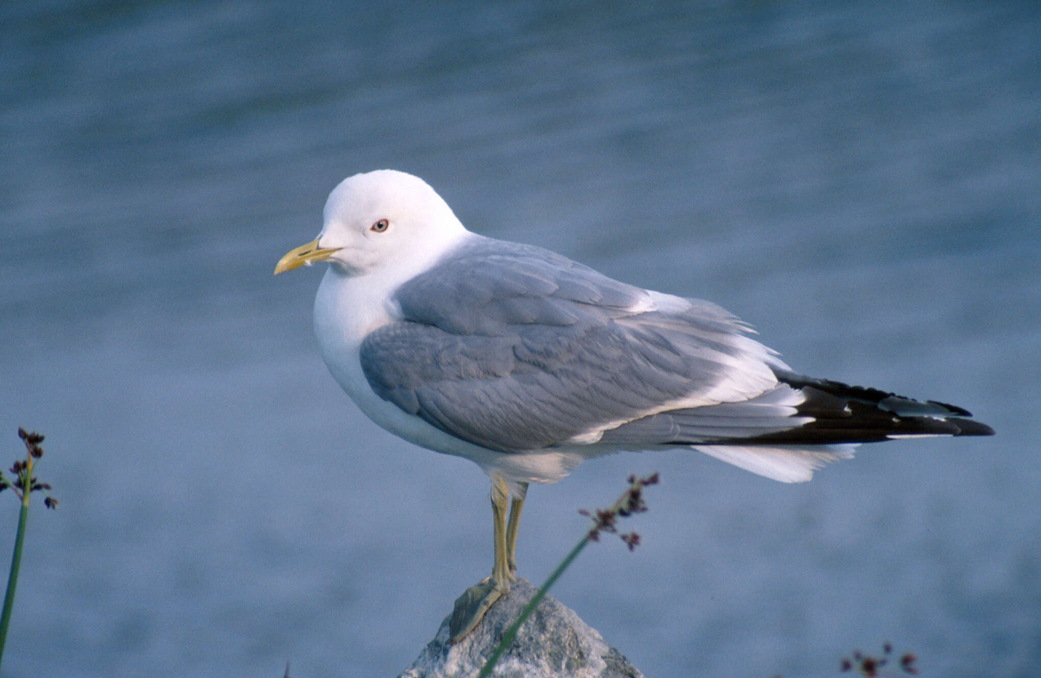 Image of Short-billed Gull