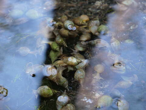 Image of Great Pond Snail