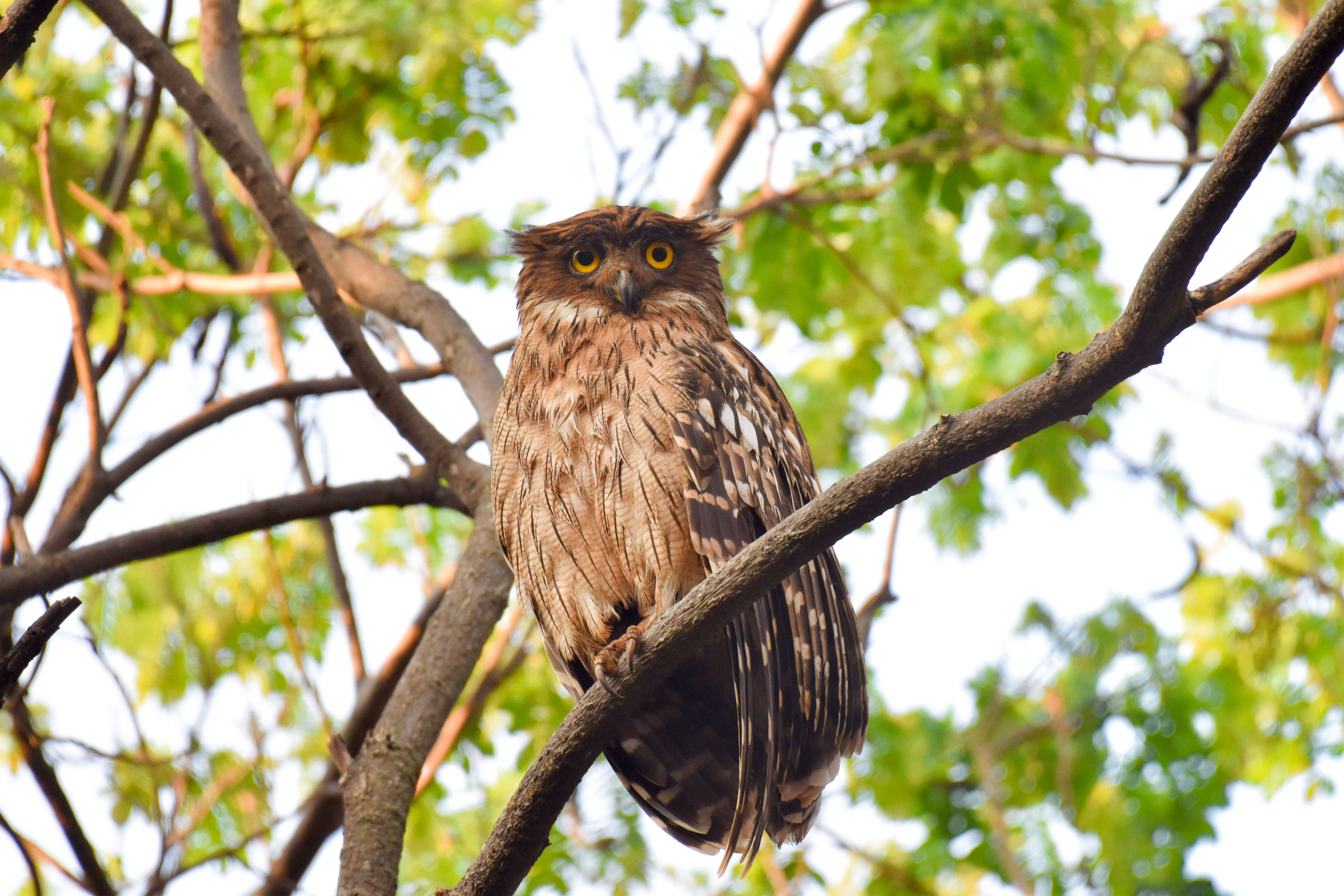 Image of Brown Fish Owl