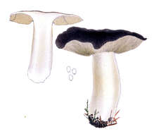 Imagem de Tricholoma portentosum (Fr.) Quél. 1873