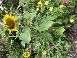 Image of common sunflower