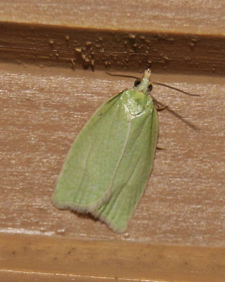 Image of green oak tortrix