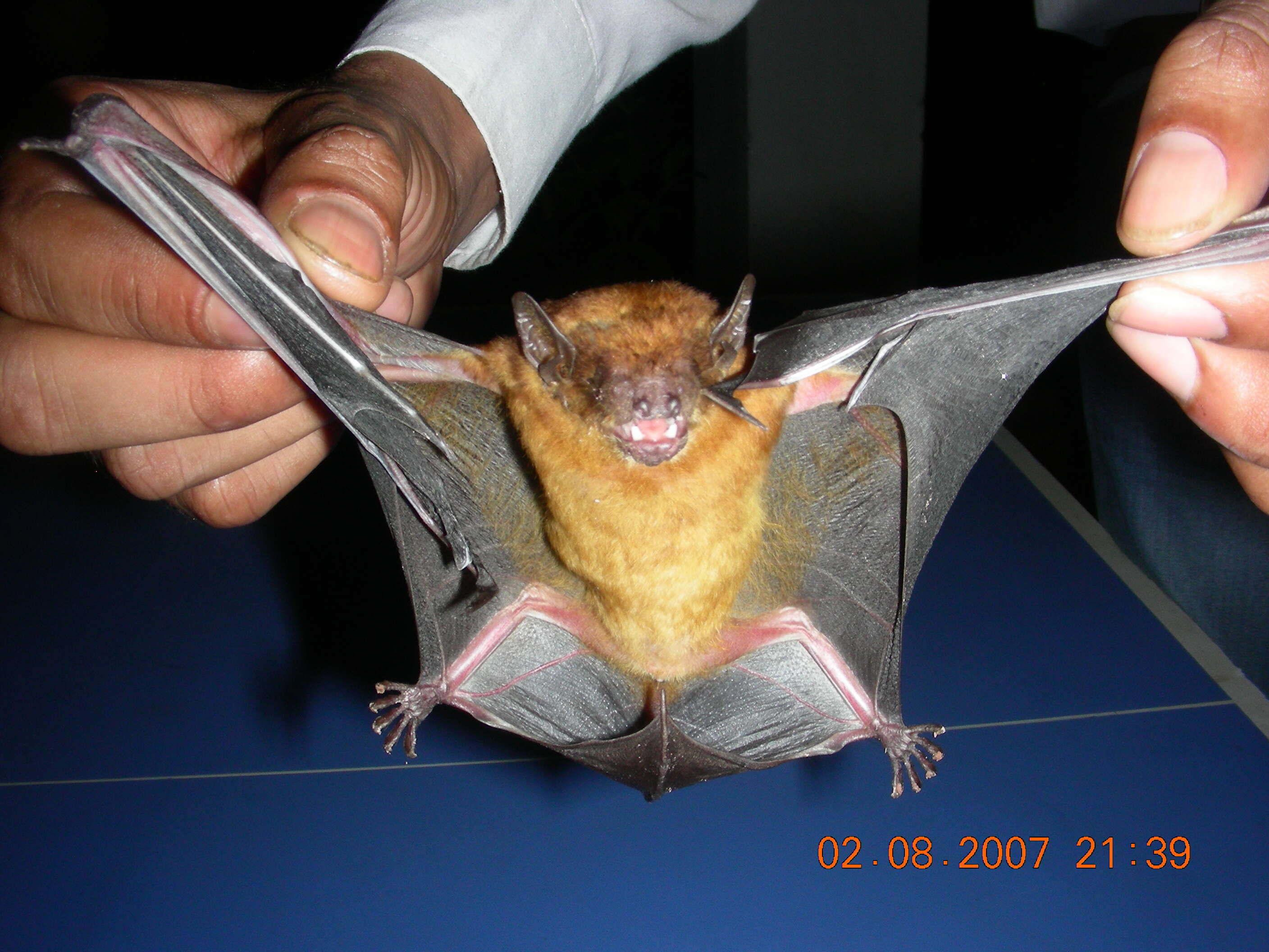 Image of Asiatic Lesser Yellow House Bat