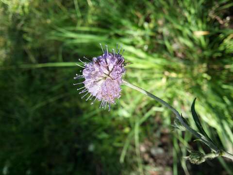 Image of Devil’s Bit Scabious