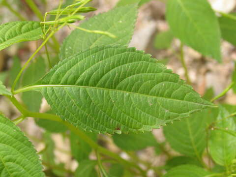 Image of small balsam