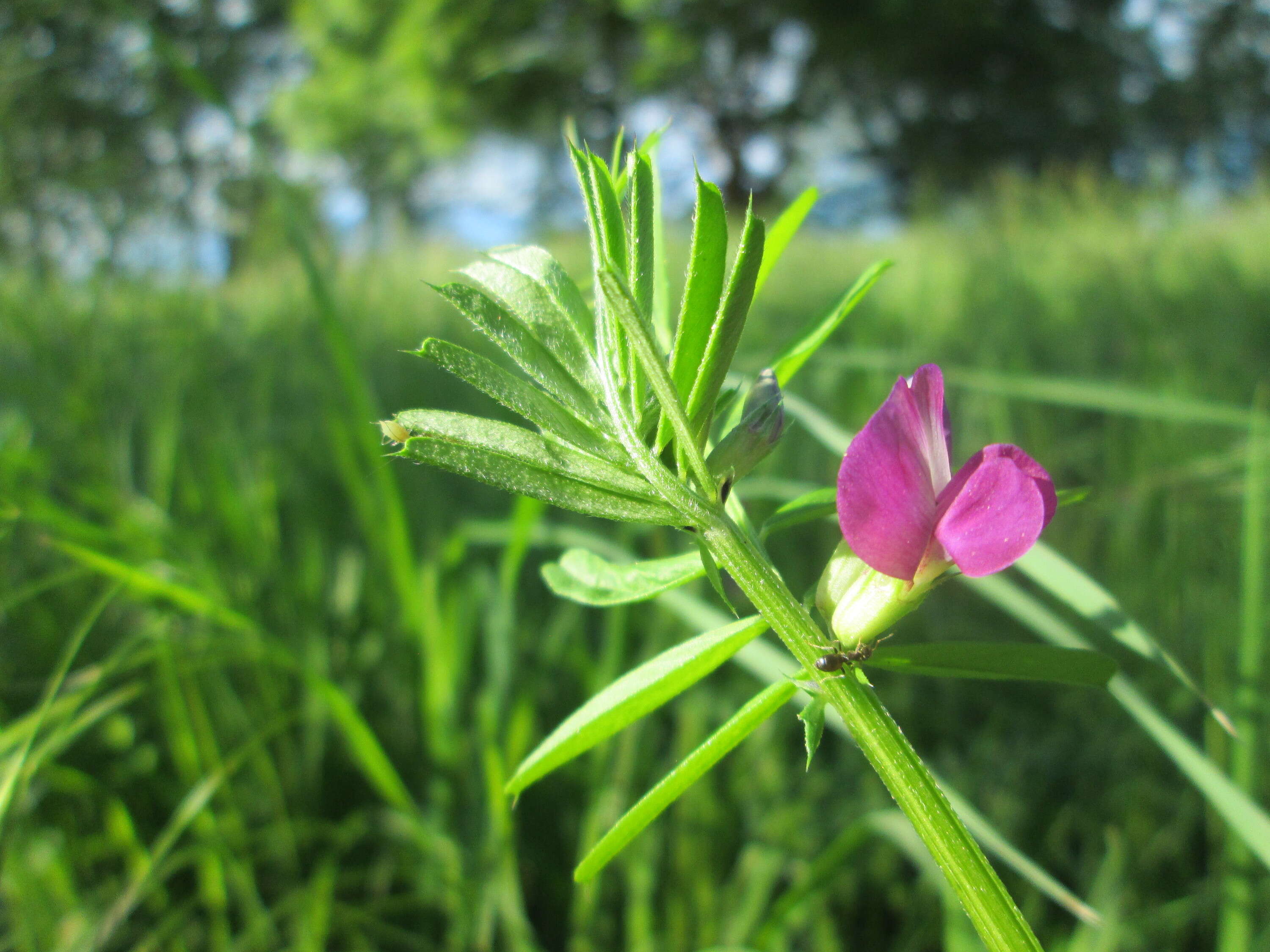 Image of Common Vetch