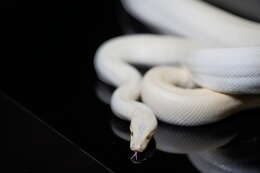 Image of Olive Python