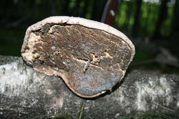 Image of birch polypore