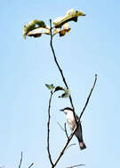 Image of Malabar Woodshrike