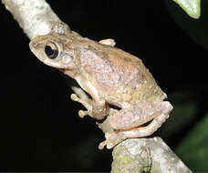 Image of Kurixalus lenquanensis Yu, Wang, Hou, Rao & Yang 2017