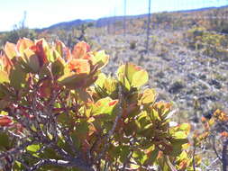 Image de Vaccinium reticulatum Sm.