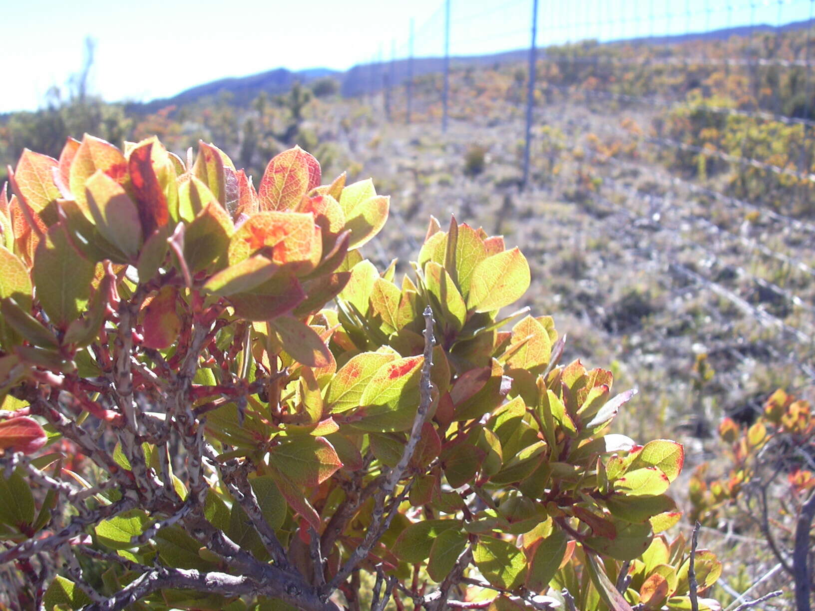 Image de Vaccinium reticulatum Sm.