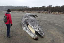 Image of gray whales