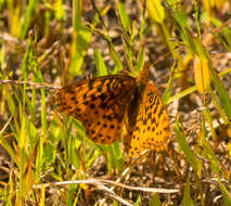 Plancia ëd Boloria bellona