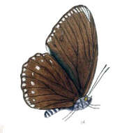 Imagem de Euripus nyctelius Doubleday 1845