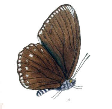 Imagem de Euripus nyctelius Doubleday 1845