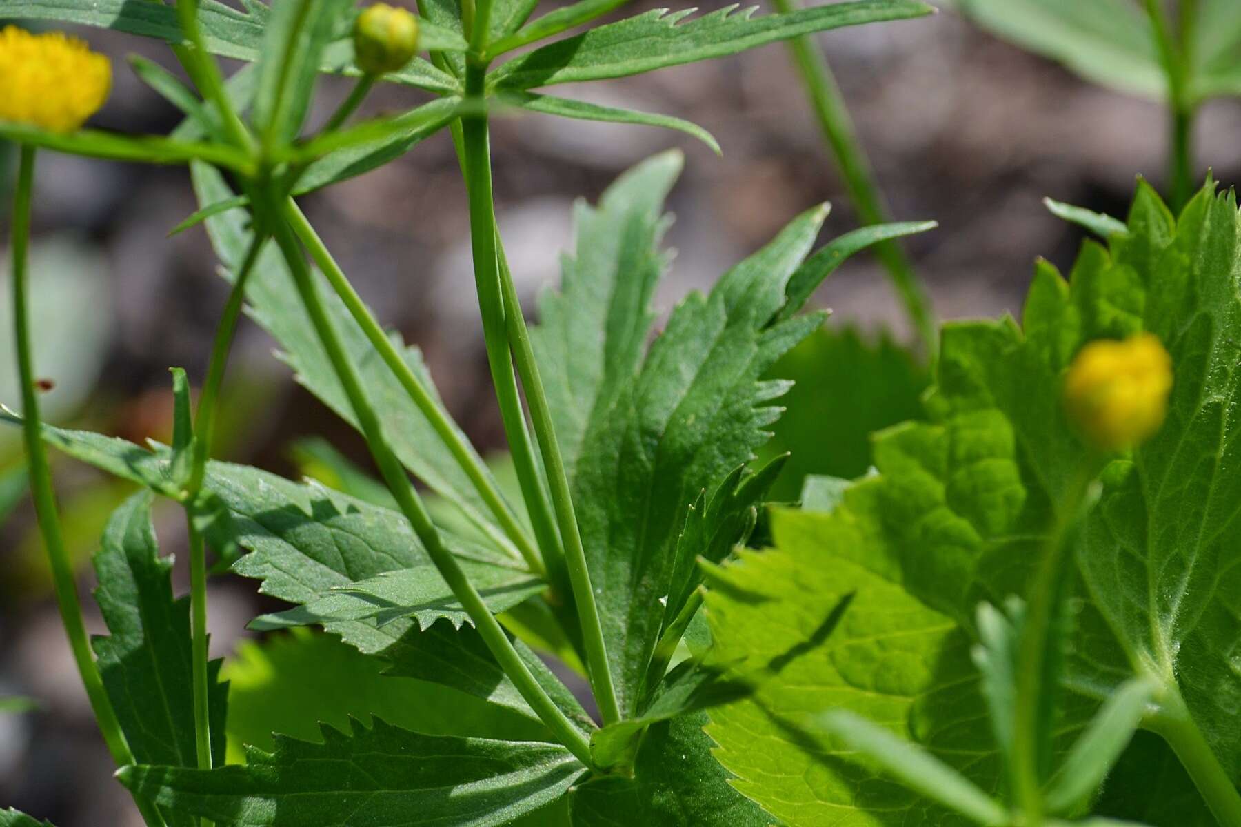 Image de Ranunculus cassubicus L.