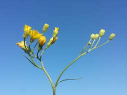 Image of smooth hawksbeard