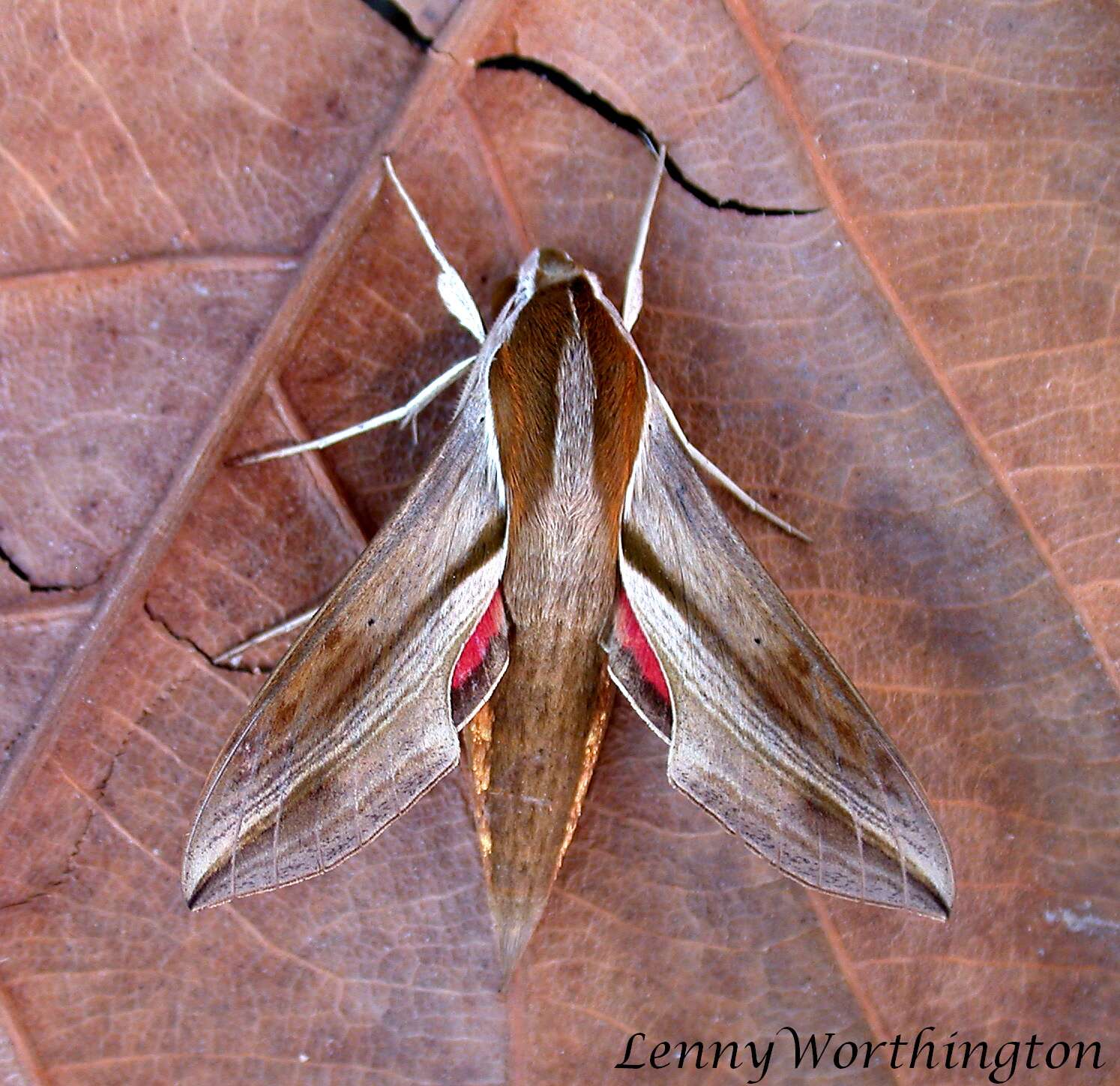 Image of Vine hawk moth