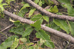 Image of Knowltonia vesicatoria (L. fil.) Sims