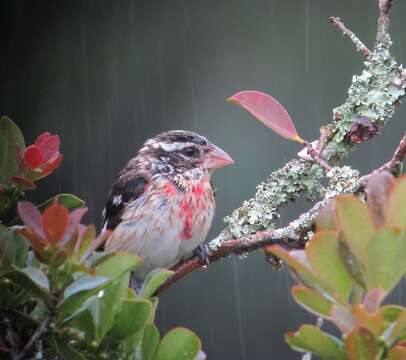 Image of Rose-breasted Grosbeak