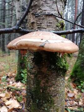 Image of birch polypore