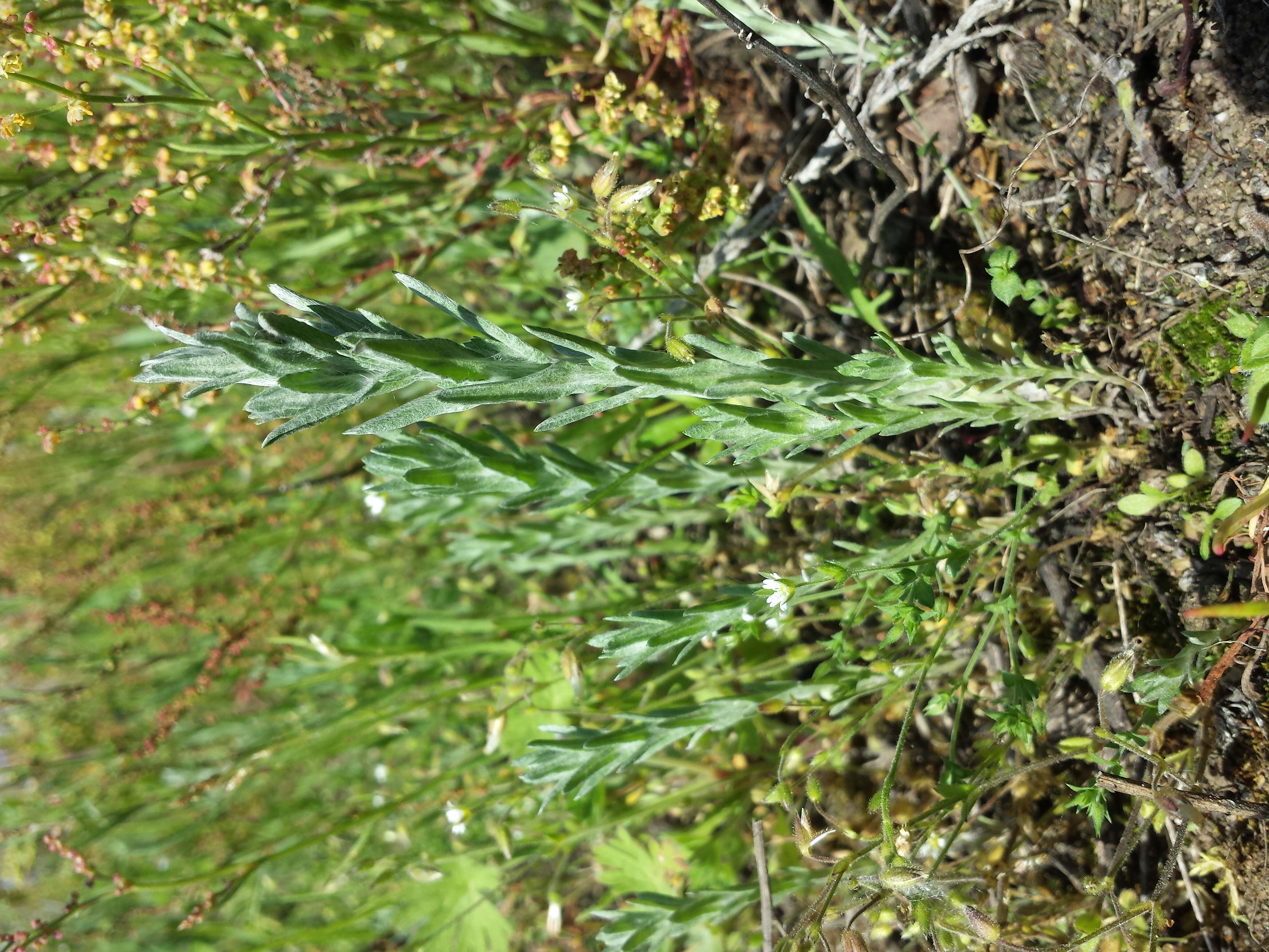 Image of field cudweed