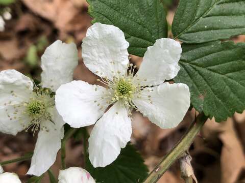 Imagem de Rubus allegheniensis Porter