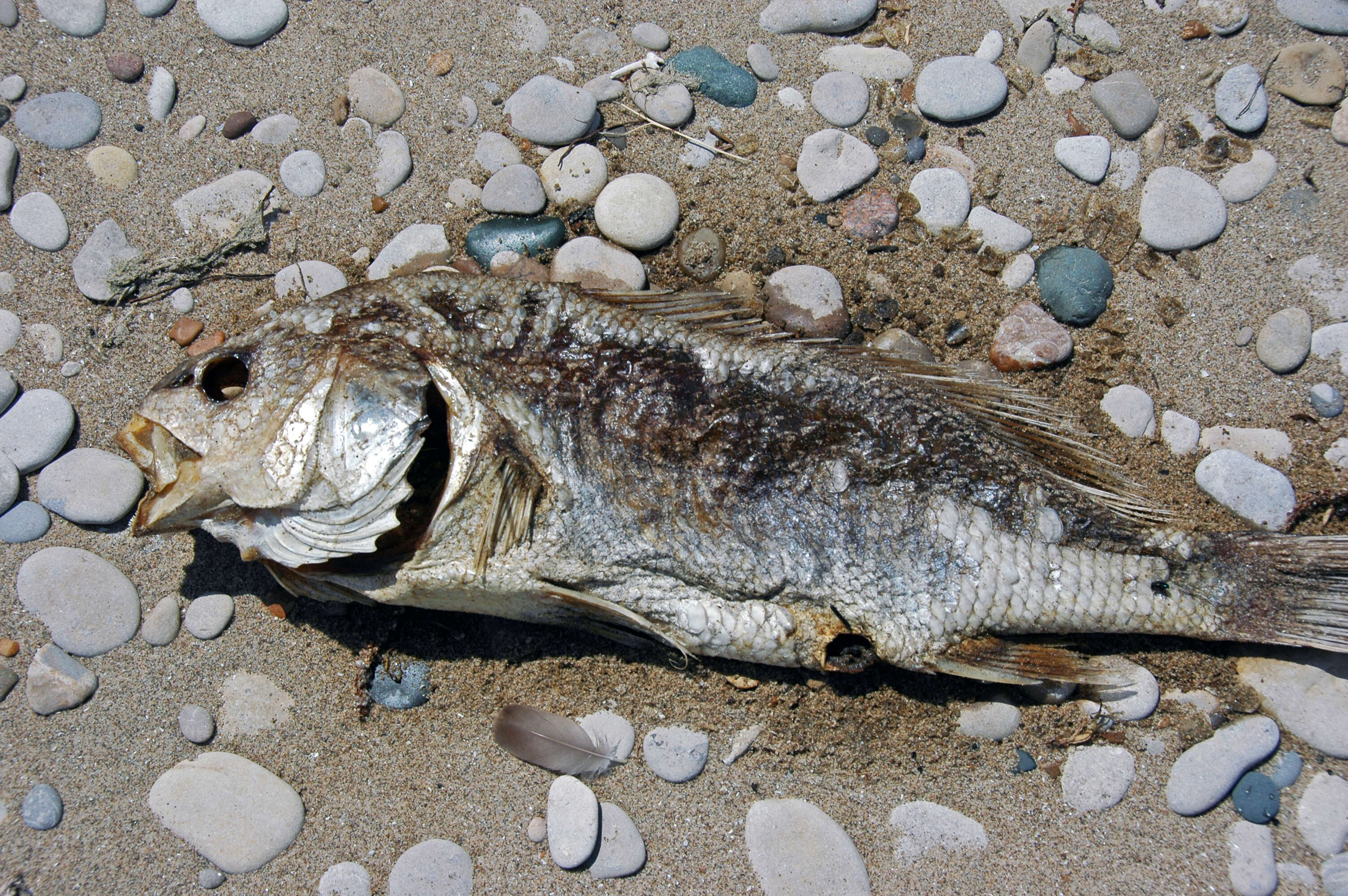 Image of Walleye