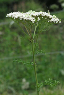 Image of noble yarrow