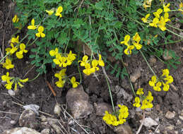 Imagem de Hippocrepis comosa L.