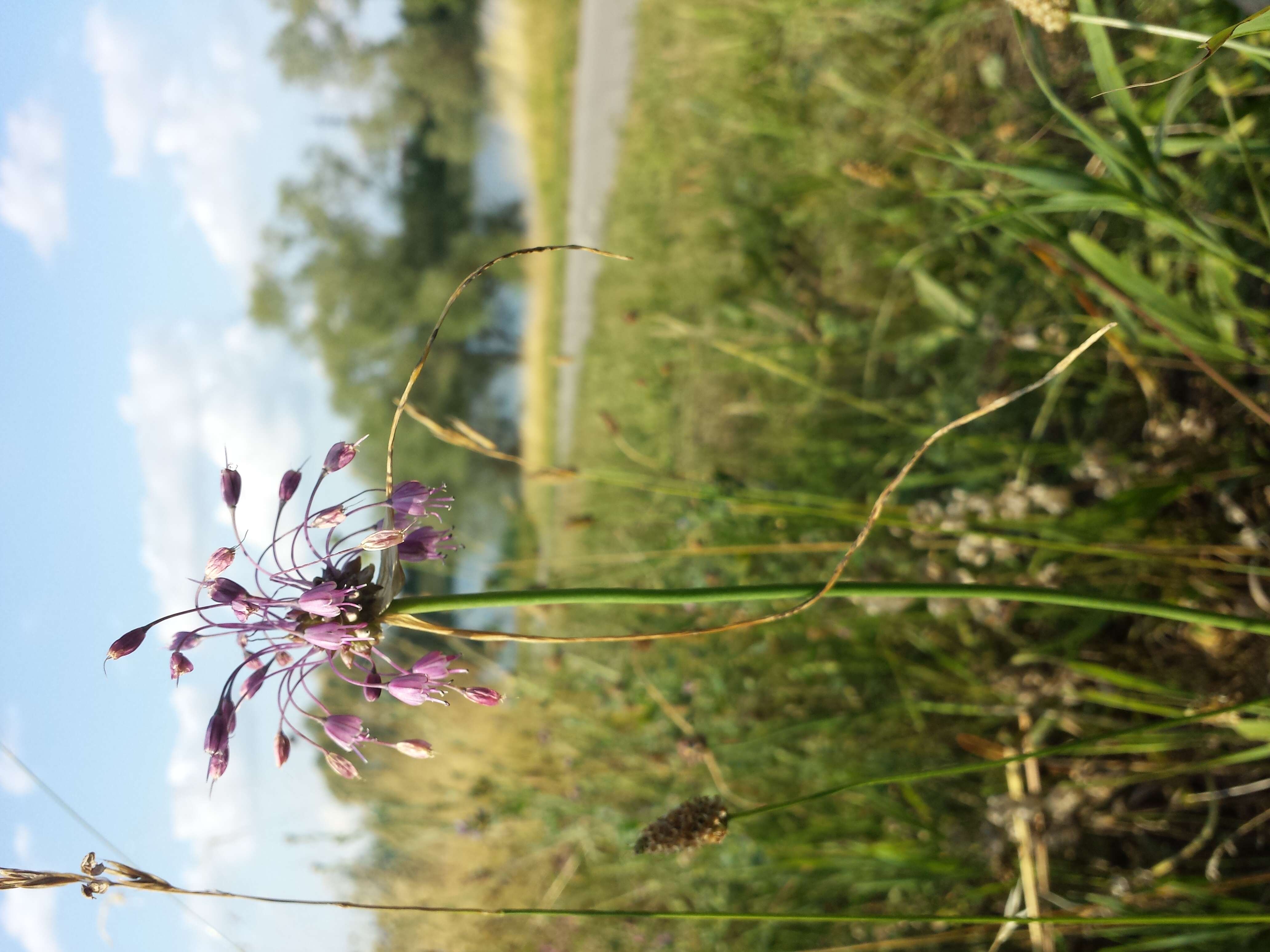 Image of Allium carinatum L.